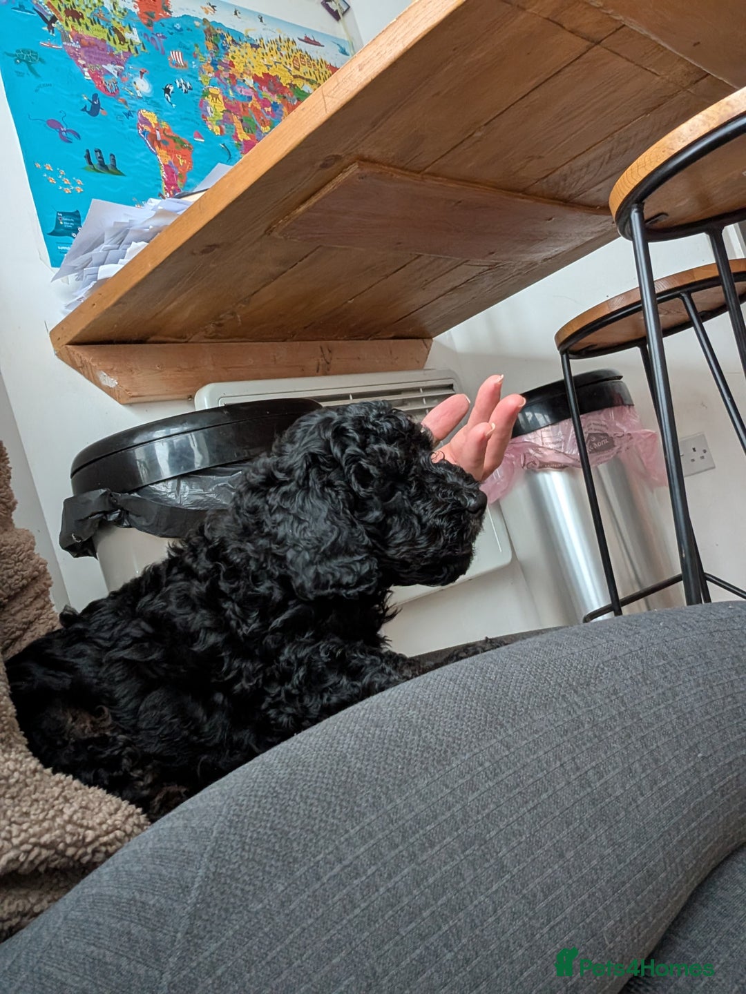 Maltipoo dogs for sale: Lola and Kenny's pups  - Advert 10