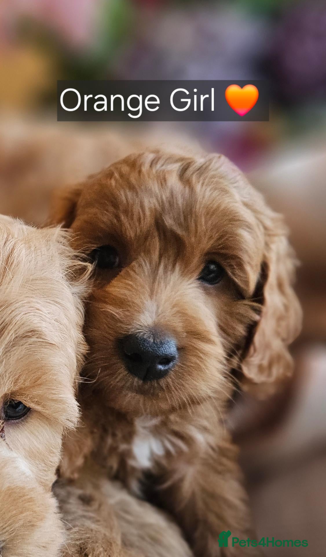 Cockapoo dogs Ready for loving homes licensed, cockapoo girls  - Advert 2