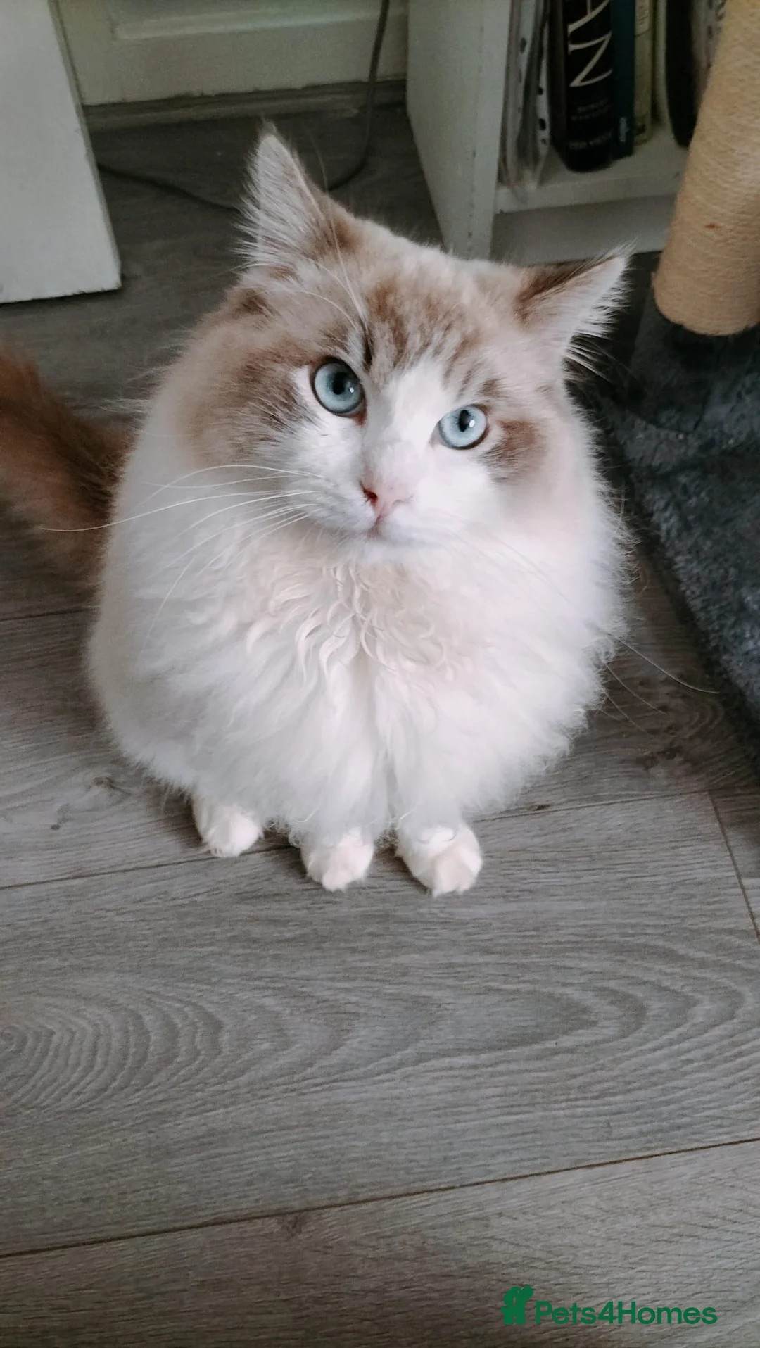 Ragdoll cats for stud: Male  - Advert 3