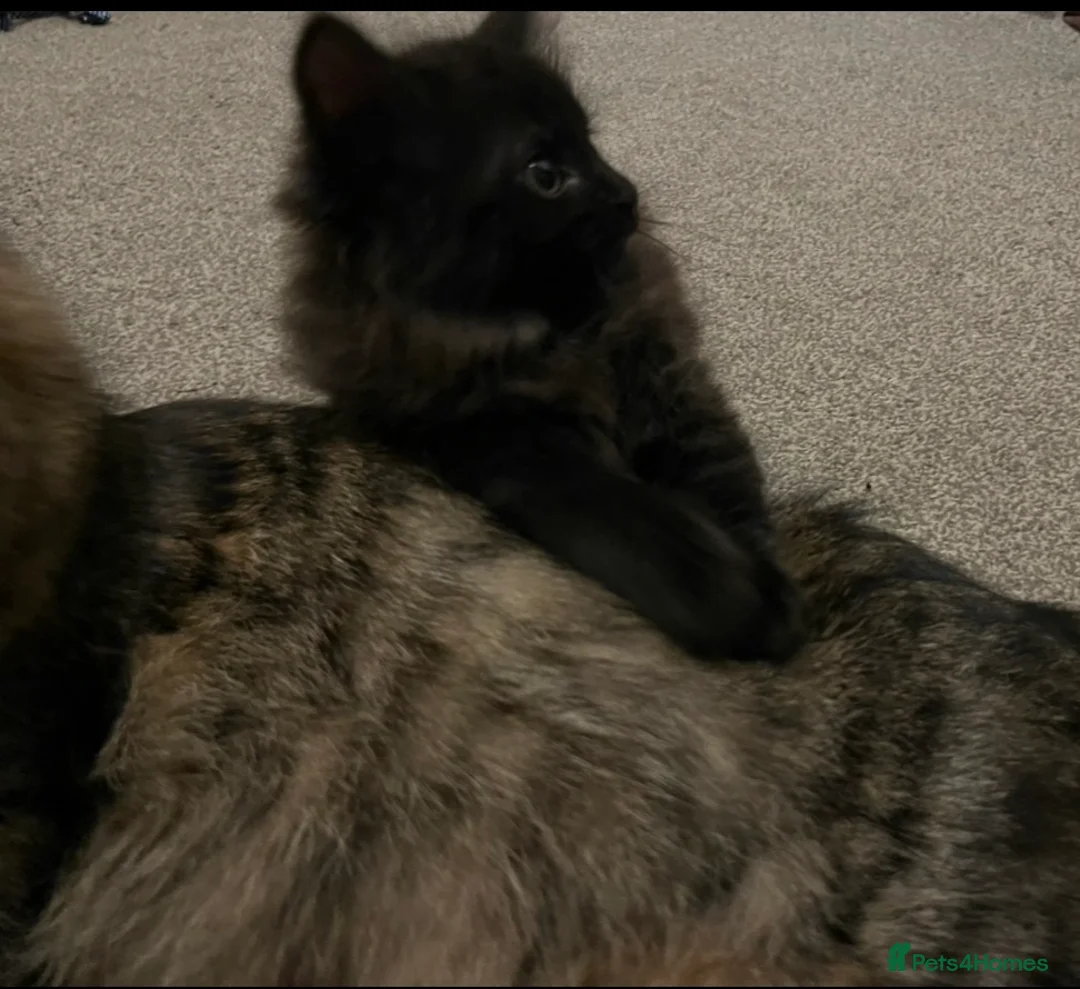 Maine Coon cats for sale: Maine coon mixed - Advert 4