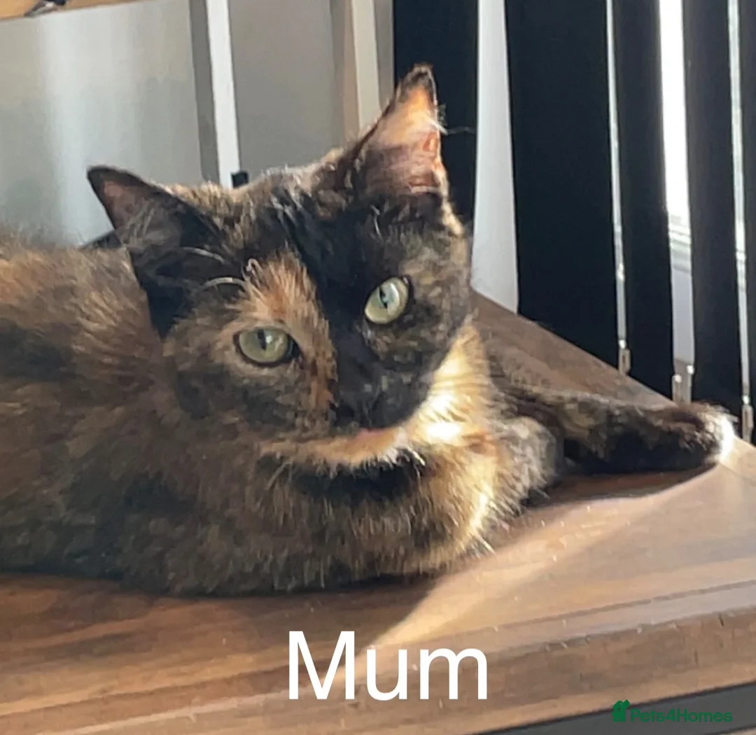 British Longhair cats for sale: Fluffy girl kittens  in Norwich - Advert 2