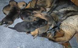 German Shepherd dogs for sale: Czech shepherd  - Image 1