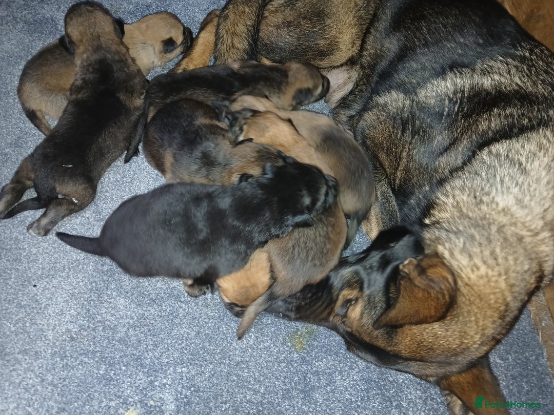 German Shepherd dogs for sale: Czech shepherd  - Image 1