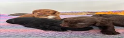 Cocker Spaniel dogs for sale: KC working cocker puppies 🖤girl & ❤️boy left - Advert 16