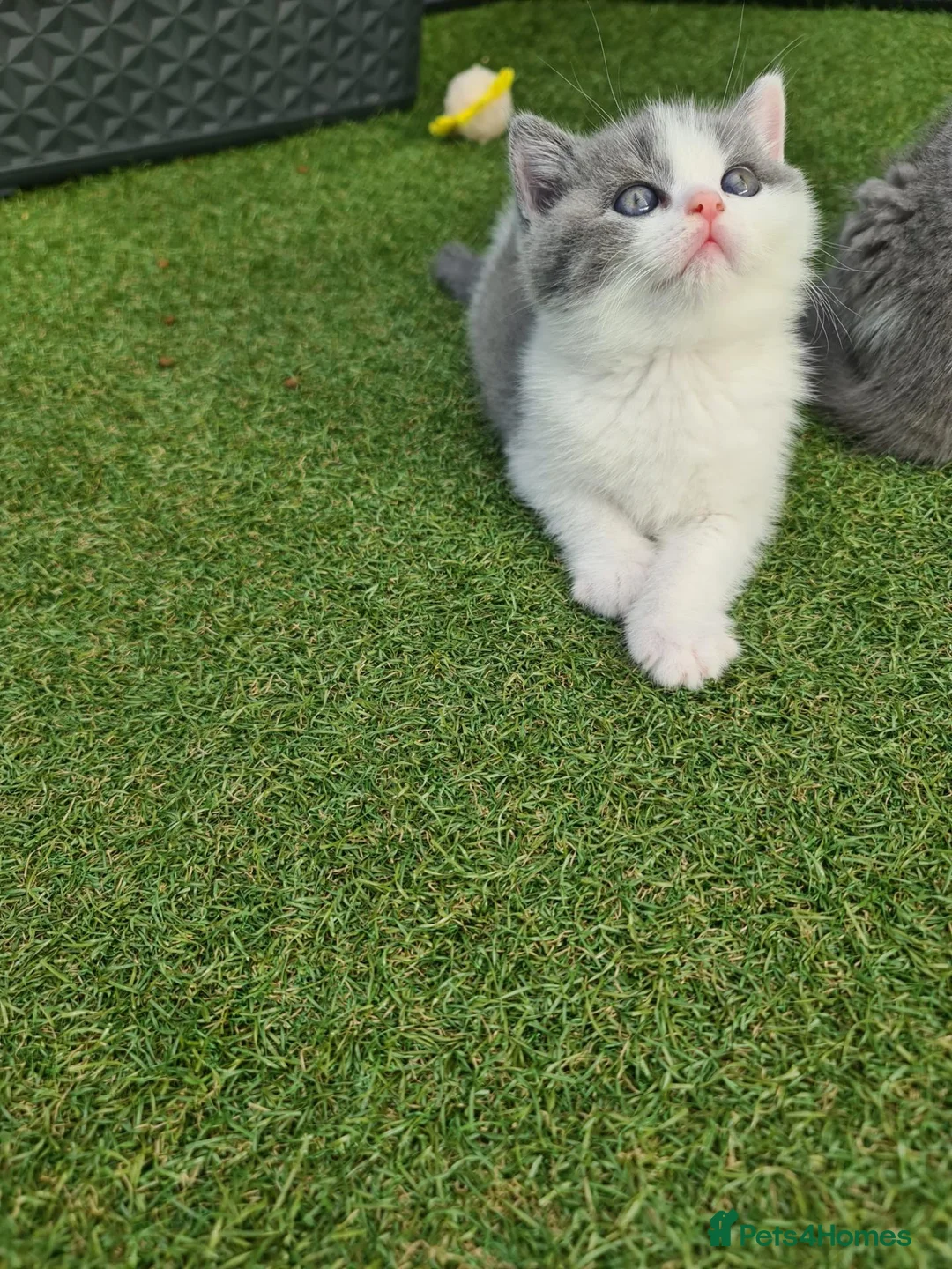 British Shorthair cats for sale: British shorthair kittens  - Advert 2