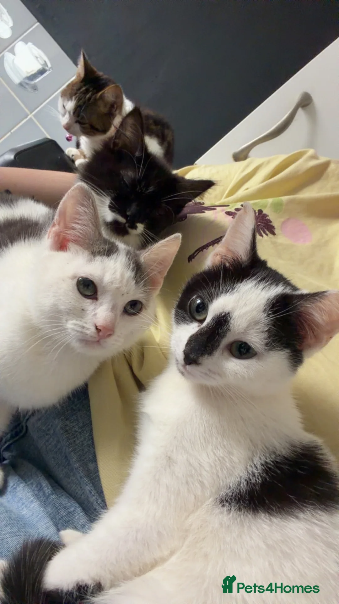Mixed Breed cats for sale: Kittens  in Coventry - Advert 3