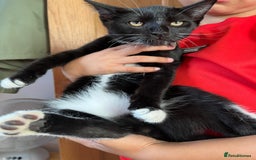 European cats for sale: 1 kitten  - Image 2