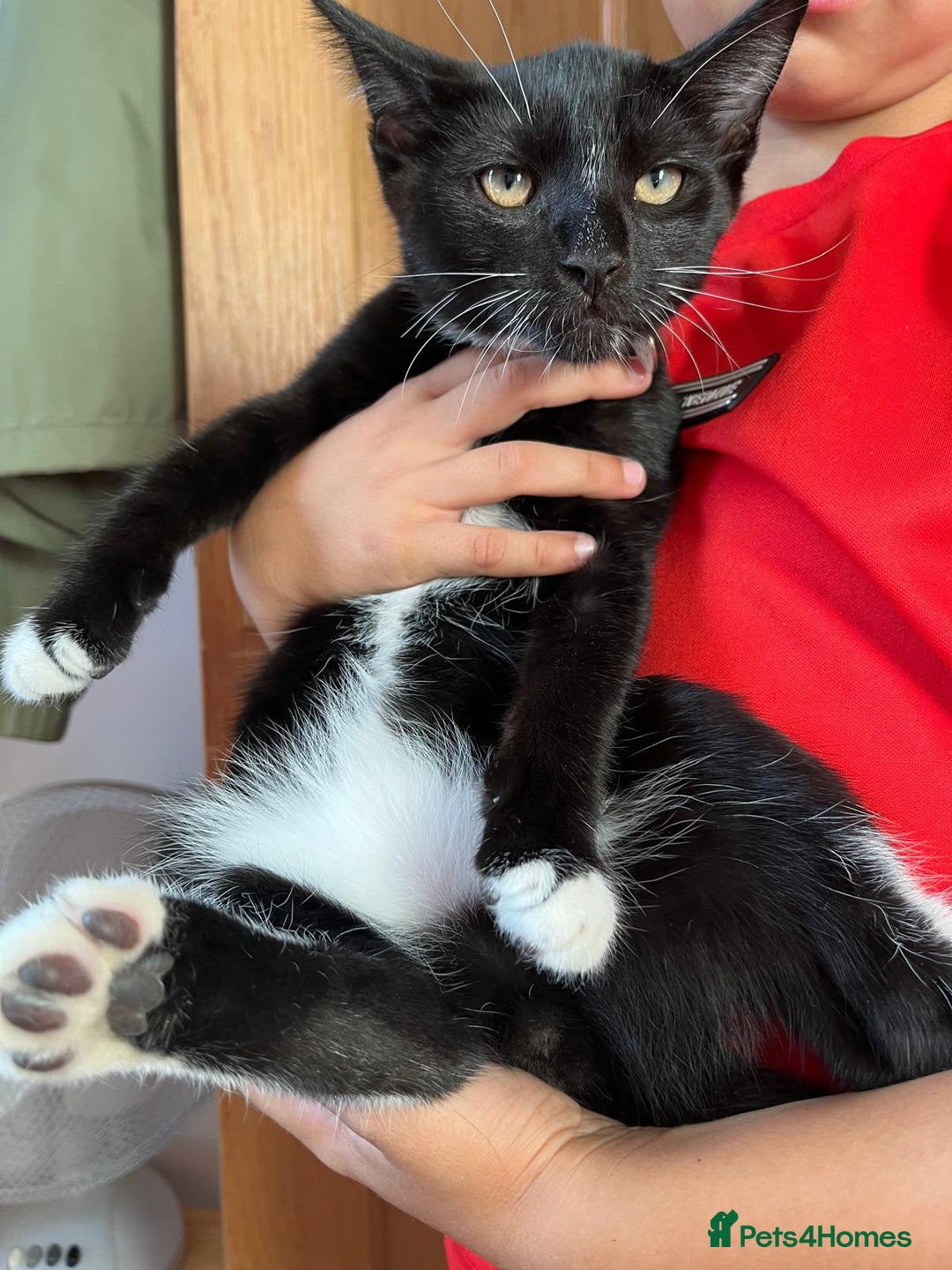 European cats for sale: 1 kitten  - Image 2