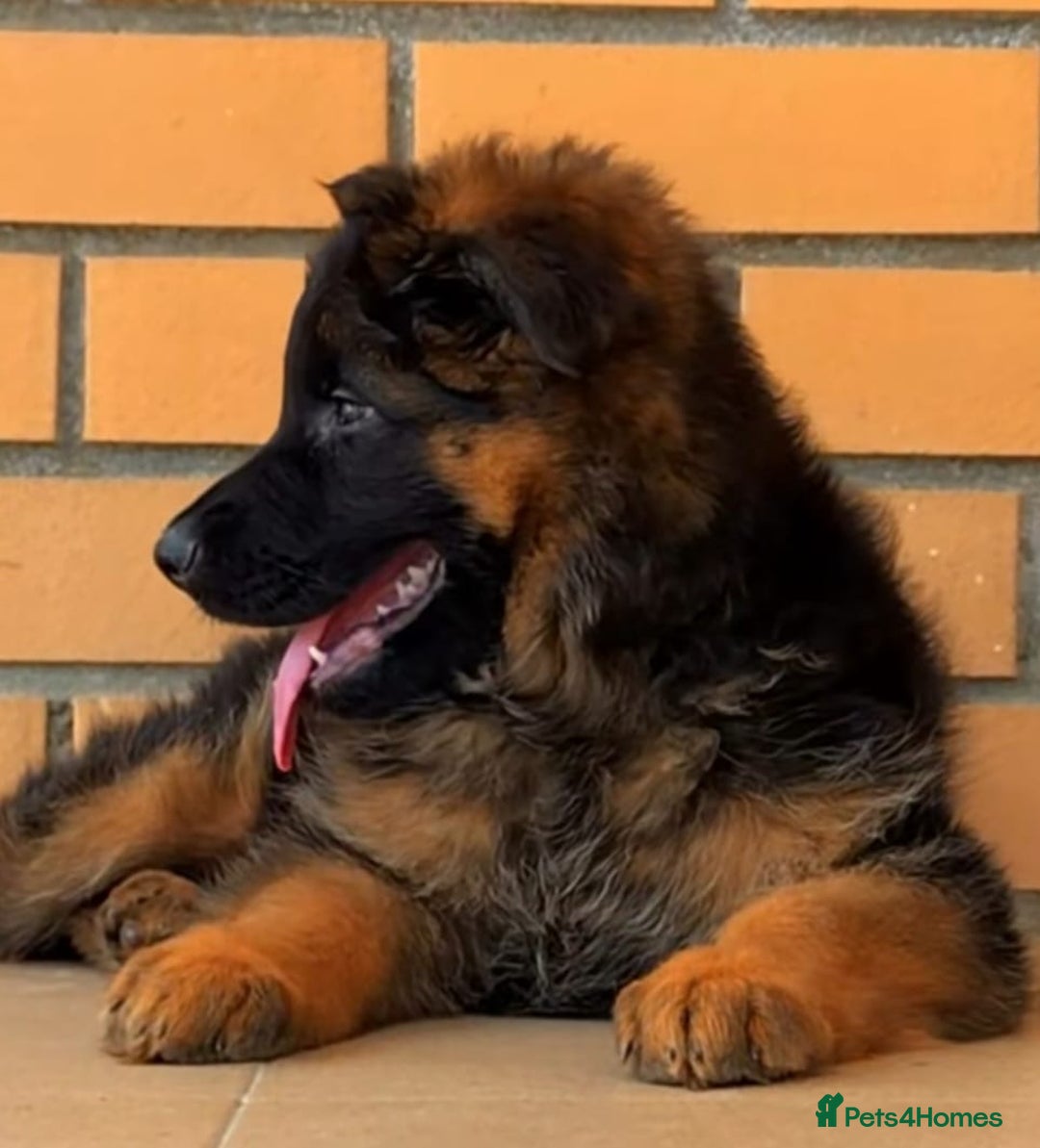 German Shepherd dogs for sale: TOP QUALITY KC REG DNA & BVA LONG HAIR GSD PUPS - Image 11