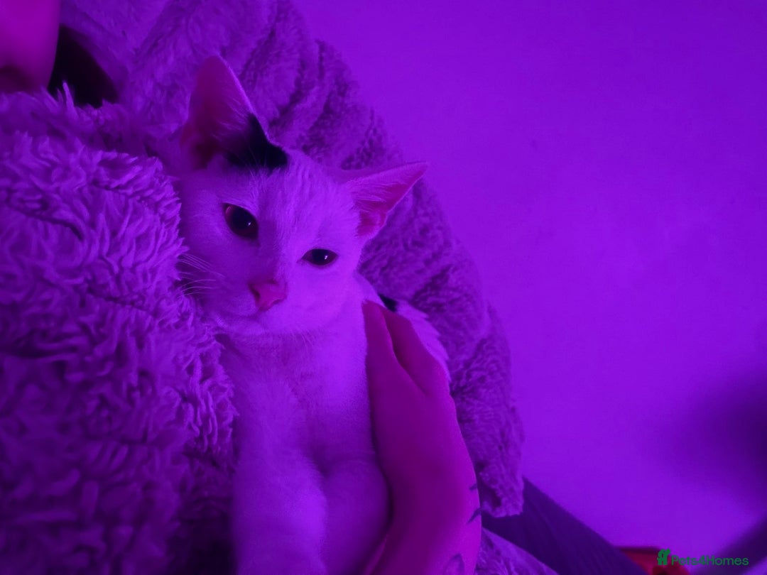 Mixed Breed cats for sale: Four month old cuddly boy - Advert 4