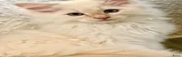 Ragdoll cats for sale: Blue Tortie Point Mitted Ragdoll Kittens - Advert 25