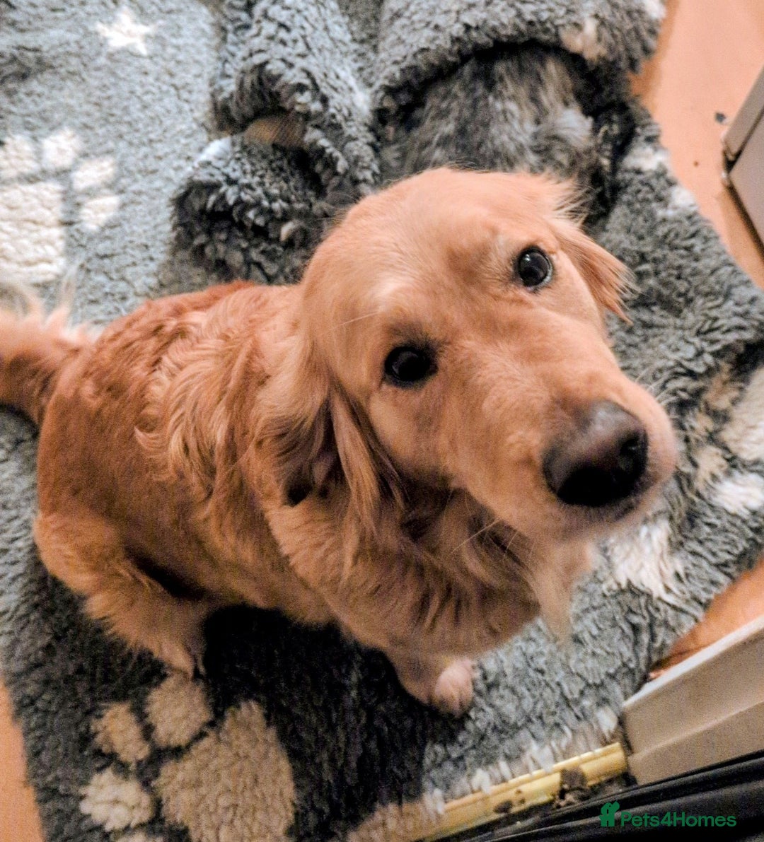 Goldendoodle dogs for sale: 🐶 F1 Goldendoodle Puppies Due February 🐾 - Advert 4