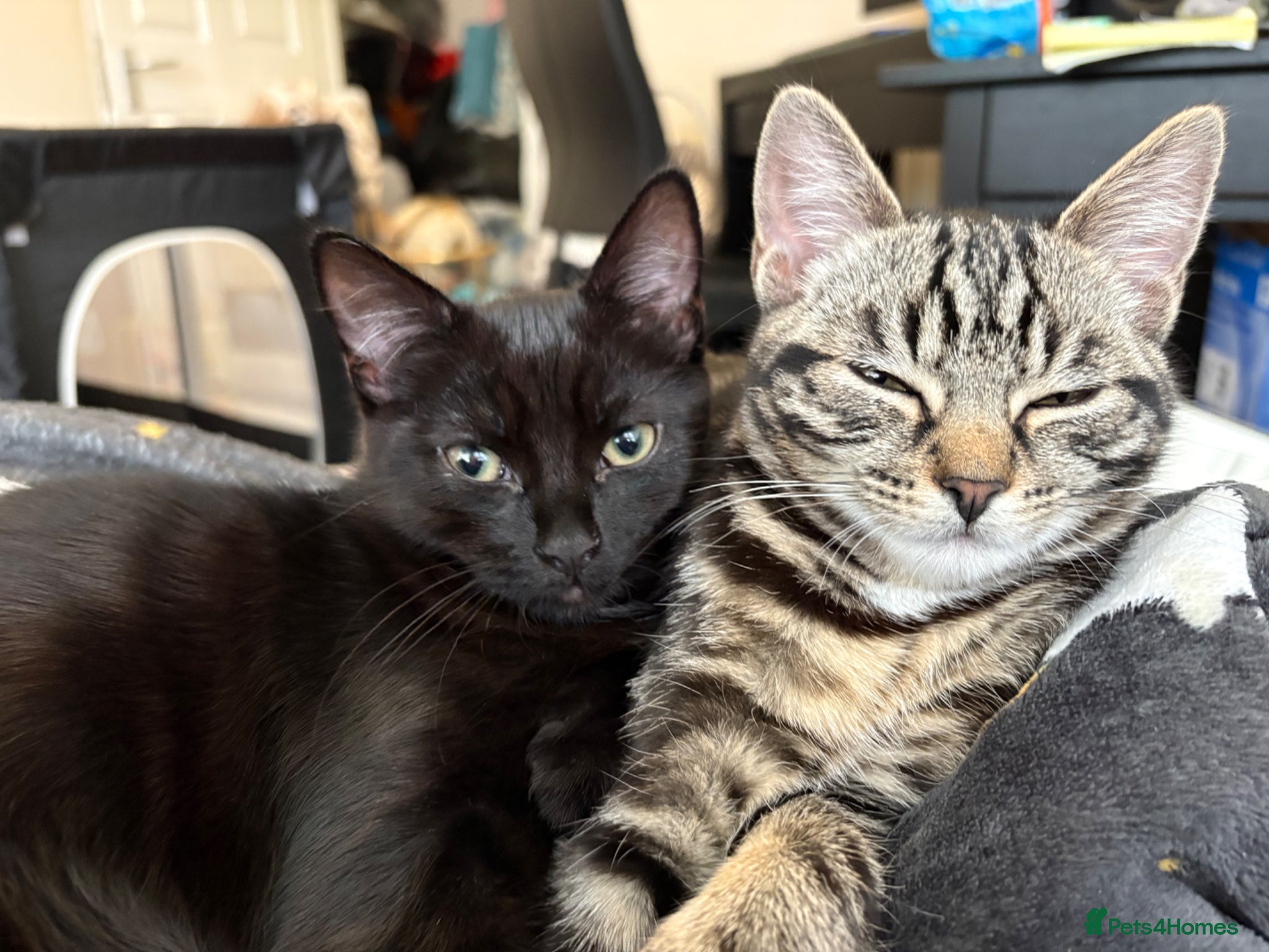 Domestic Shorthair cats Lola and nova  - Advert 1