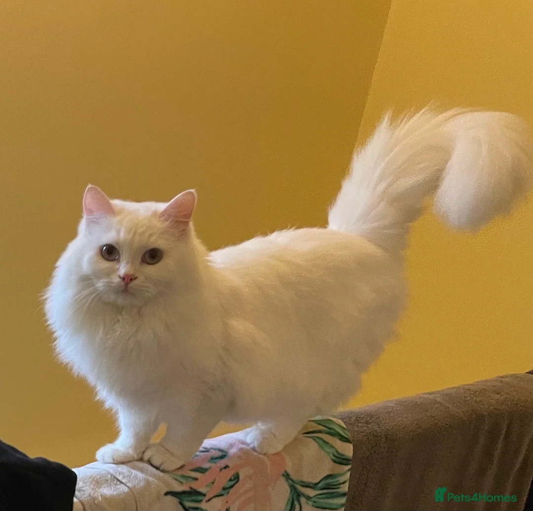 Siberian cats for sale: Five Siberian mixed kittens in Slough - Advert 1