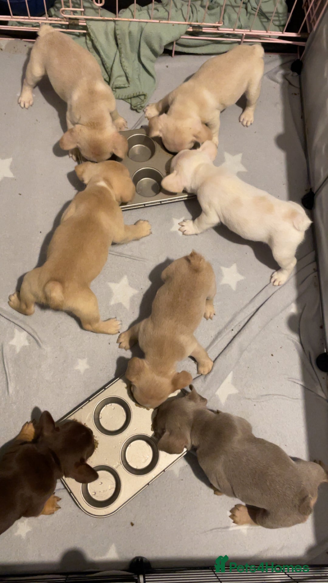 French Bulldog dogs for sale: QUALITY FRENCH BULLDOGS  - Image 1