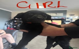 Labrador Retriever dogs for sale: Labrador  - Image 1
