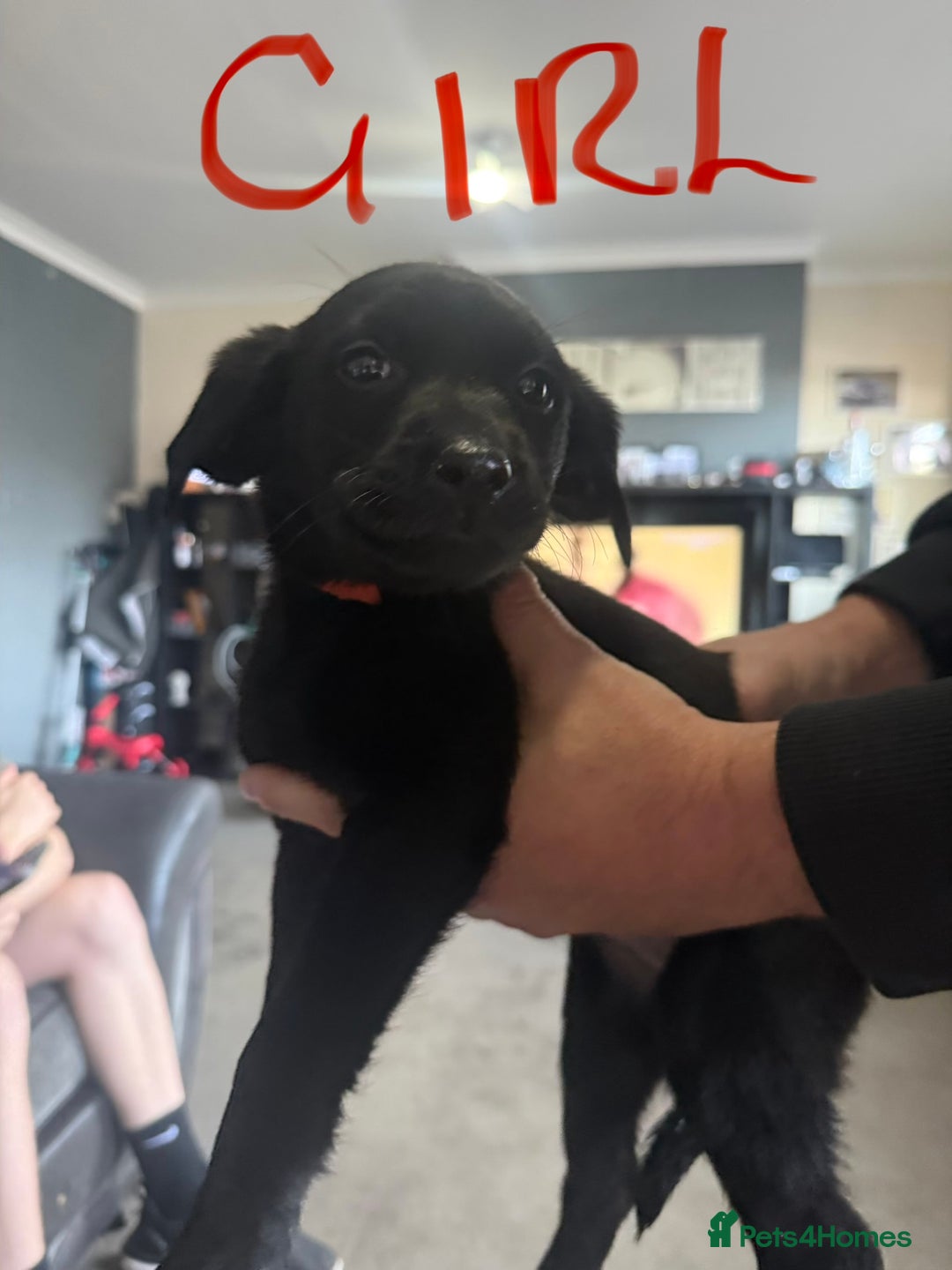 Labrador Retriever dogs for sale: Labrador  - Image 1