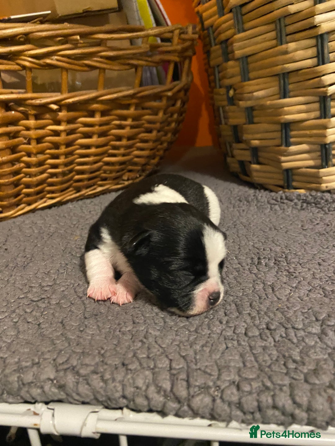 Jug dogs for sale: Beautiful jug puppies looking for forever home - Advert 7