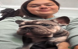 French Bulldog dogs for sale: Beautiful French Bulldog litter  - Image 11
