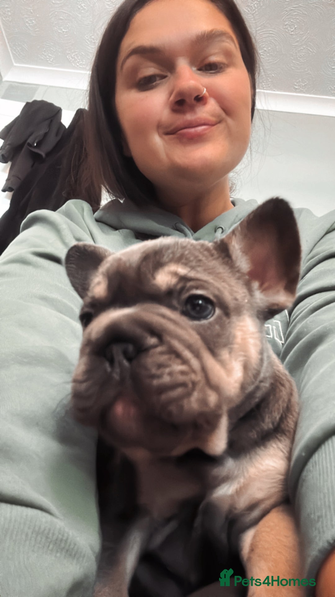 French Bulldog dogs for sale: Beautiful French Bulldog litter  - Image 11