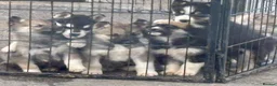 Shepsky dogs for sale: German shepherd cross husky puppy’s  - Advert 17