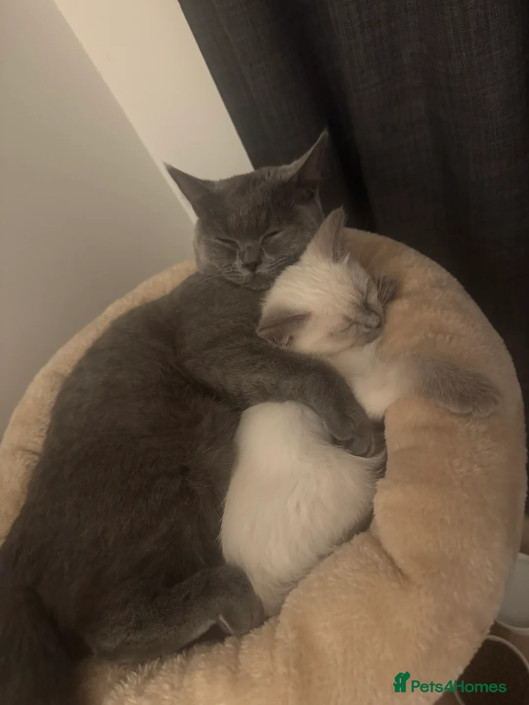 Ragdoll cats for sale: Ragdoll mix  - Advert 2