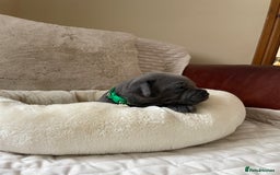 Staffordshire Bull Terrier dogs for sale: Exceptional Champion Pedigree, beautiful blues!! - Image 25