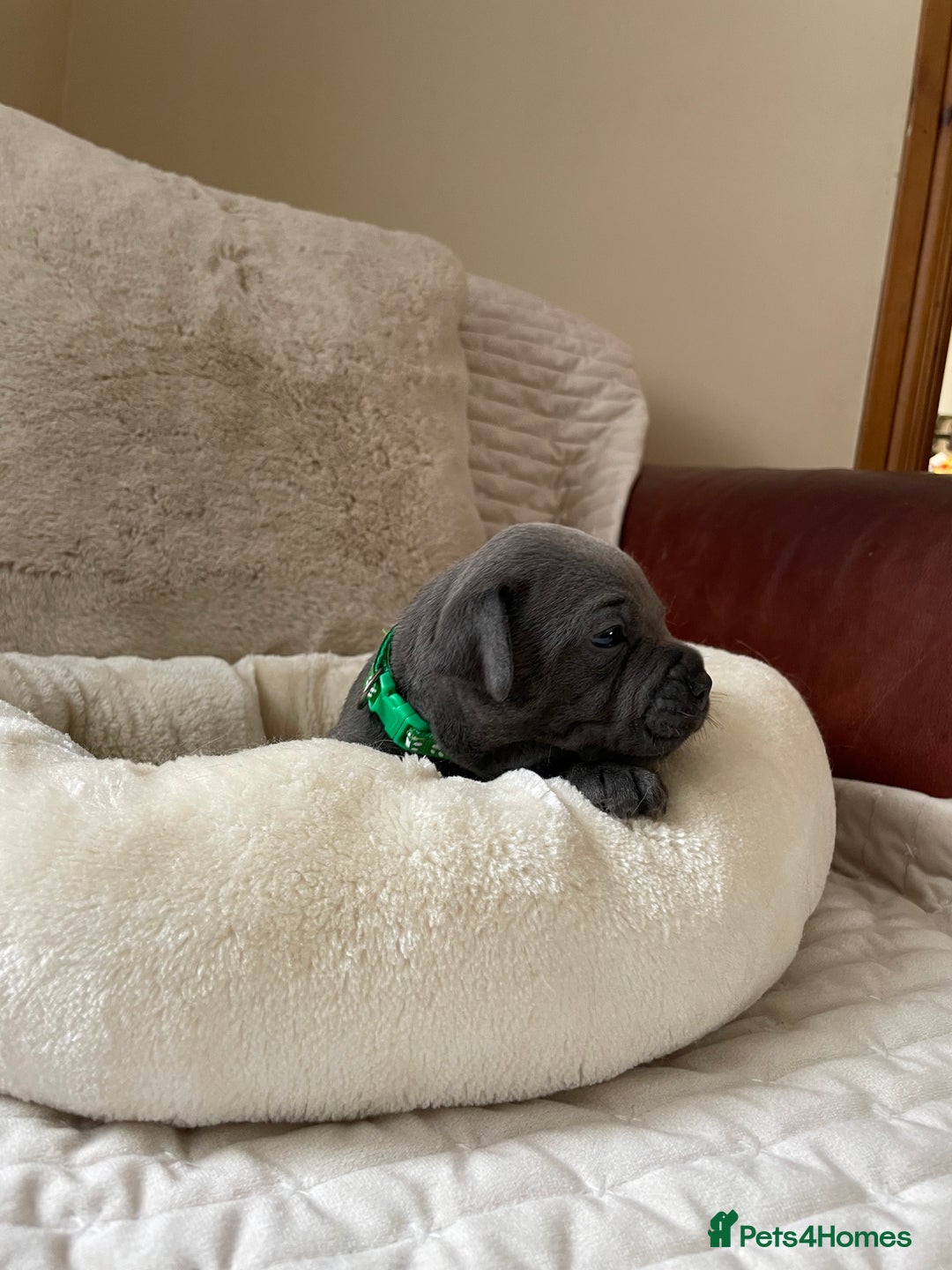 Staffordshire Bull Terrier dogs for sale: Exceptional Champion Pedigree, beautiful blues!! - Image 25