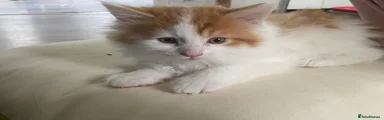 Maine Coon Kitten 2