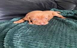 Hungarian Vizsla dogs for sale: 4 adorable Hungarian vizsla BOYS available - Image 24