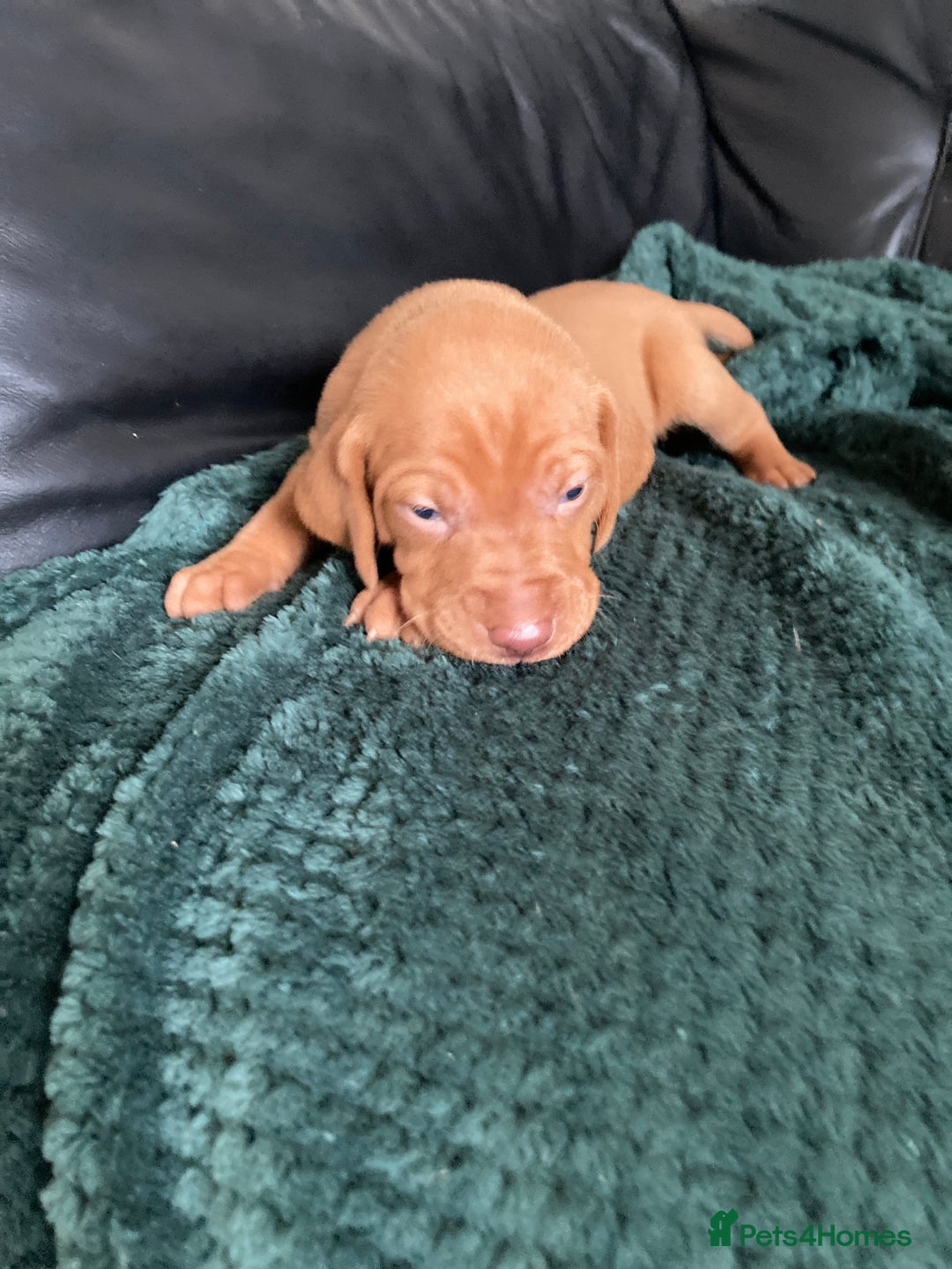 Hungarian Vizsla dogs for sale: 4 adorable Hungarian vizsla BOYS available - Image 24