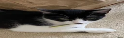Mixed Breed cats for sale: Beautiful kittens looking for their forever homes - Advert 2