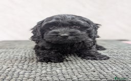 Cockapoo dogs for sale: Ready now! F1 cockapoo pups, health tested parents - Image 12