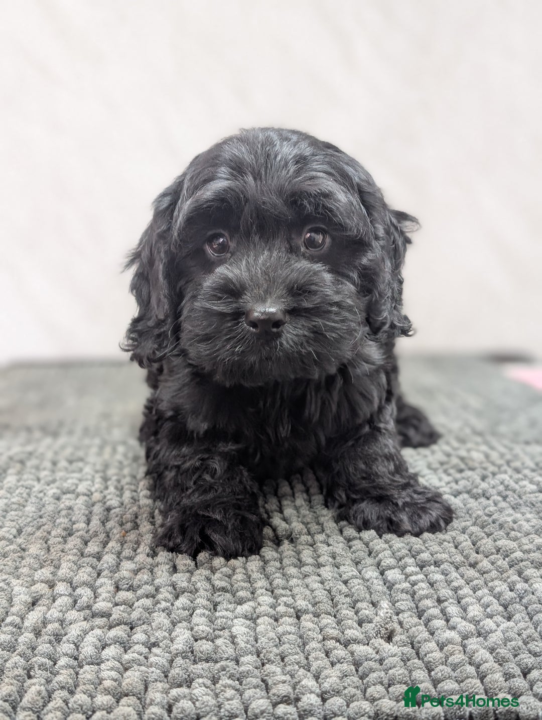Cockapoo dogs for sale: Ready now! F1 cockapoo pups, health tested parents - Image 12