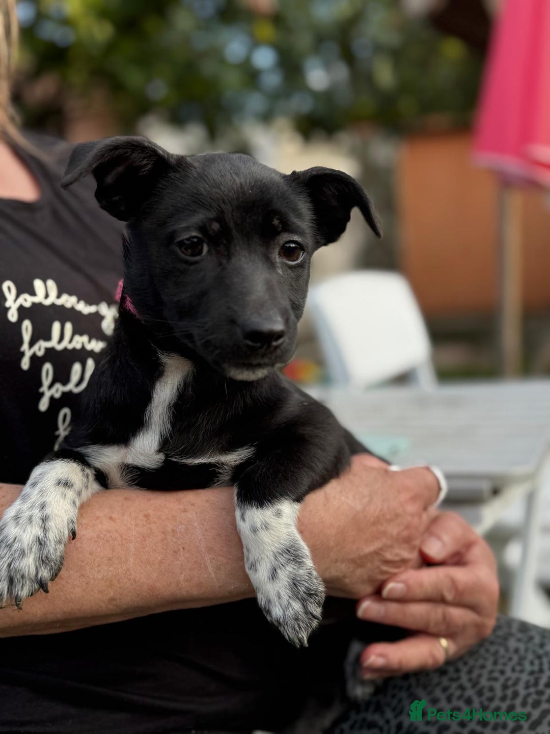 Mixed Breed dogs for adoption: ISSY, a Lovely little puppy girl for a Loving Home - Image 5