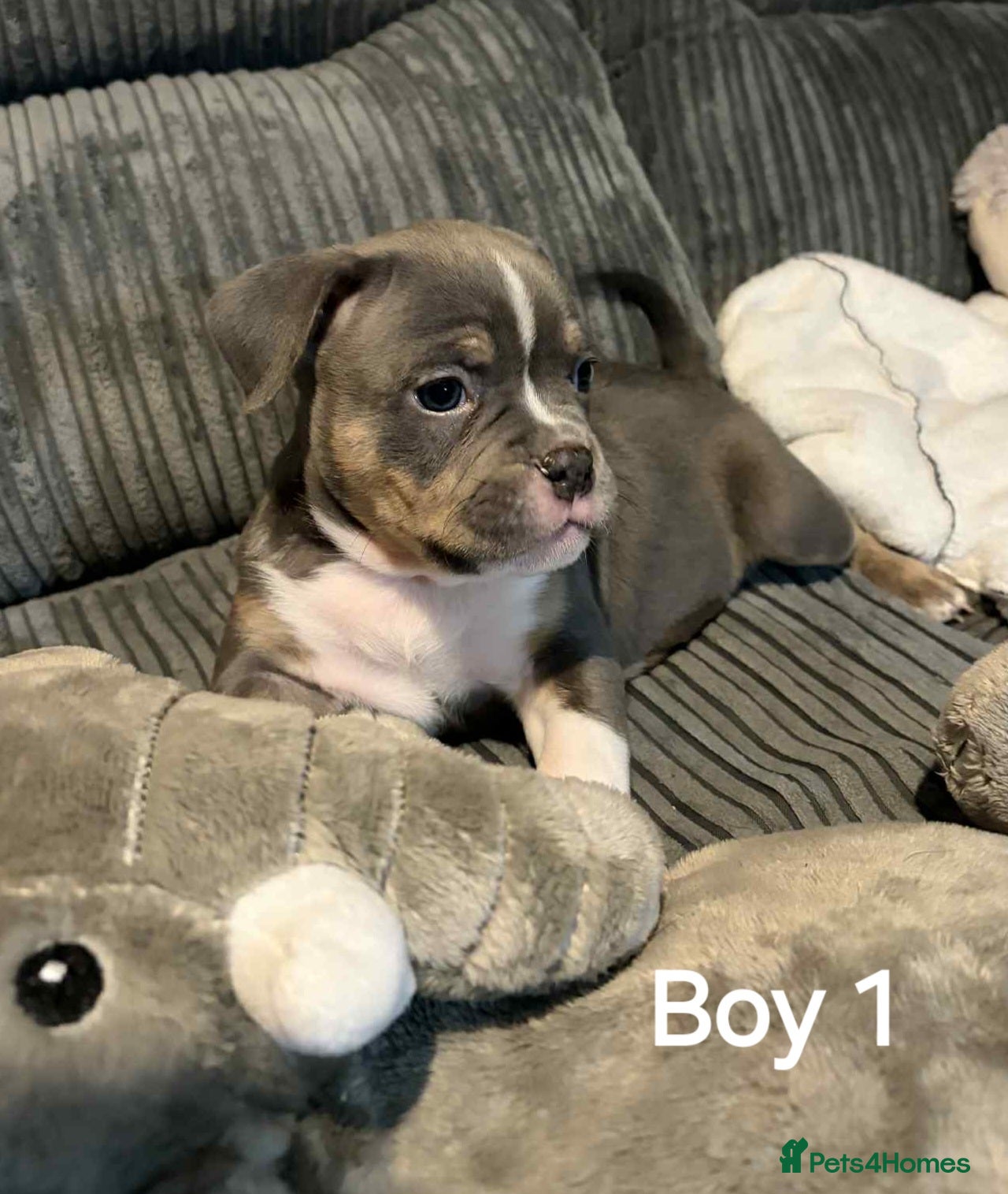 American Bully dogs Pocket bully - Advert 8