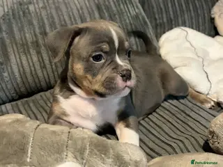 American Bully dogs Pocket bully - Advert 8