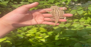 Dragon reptiles - Advert 7