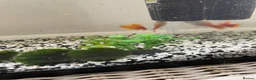 Bettas fish for sale: 3 fish, tank and filter - Advert 2