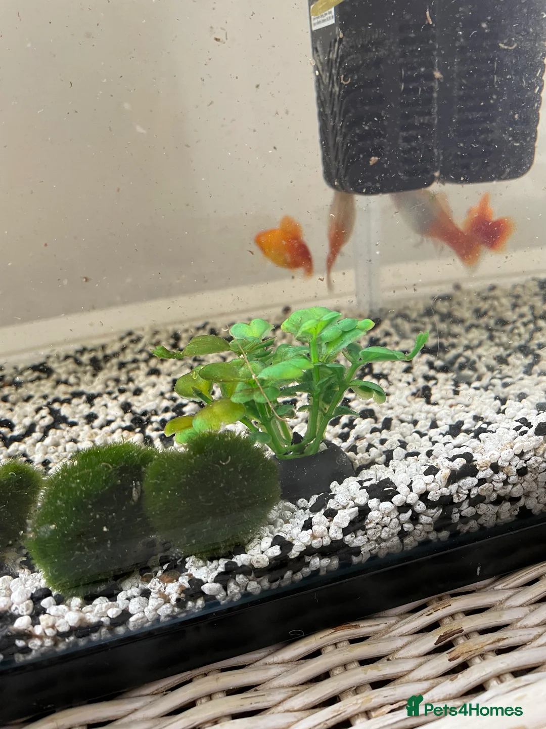 Bettas fish for sale: 3 fish, tank and filter - Advert 2