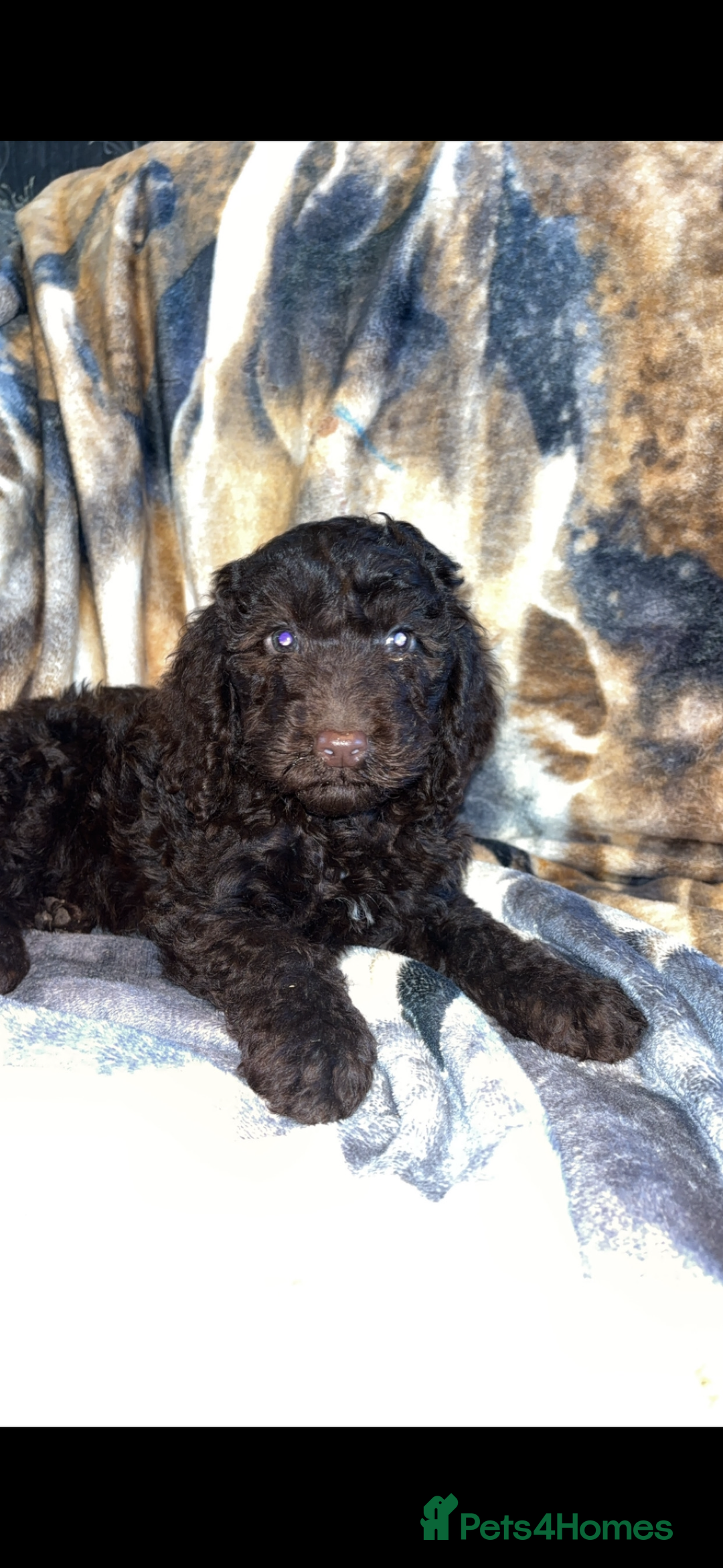 Cockapoo dogs for sale: Cockapoo puppies  - Image 2
