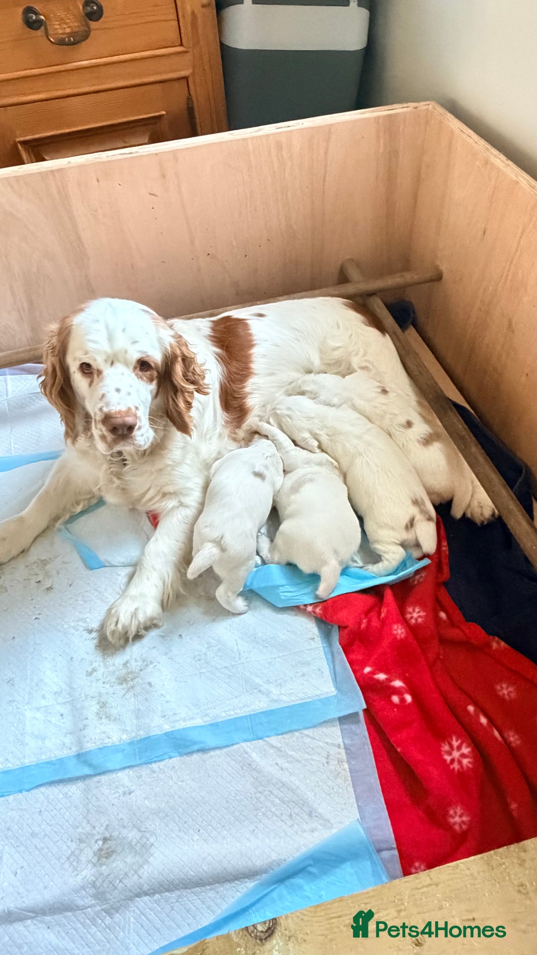 Clumber Spaniel dogs for sale: Clumber Spaniel Puppies For Sale  - Advert 3