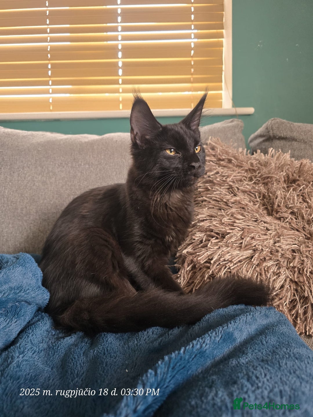 Maine Coon cats for sale: Very good price - Image 4
