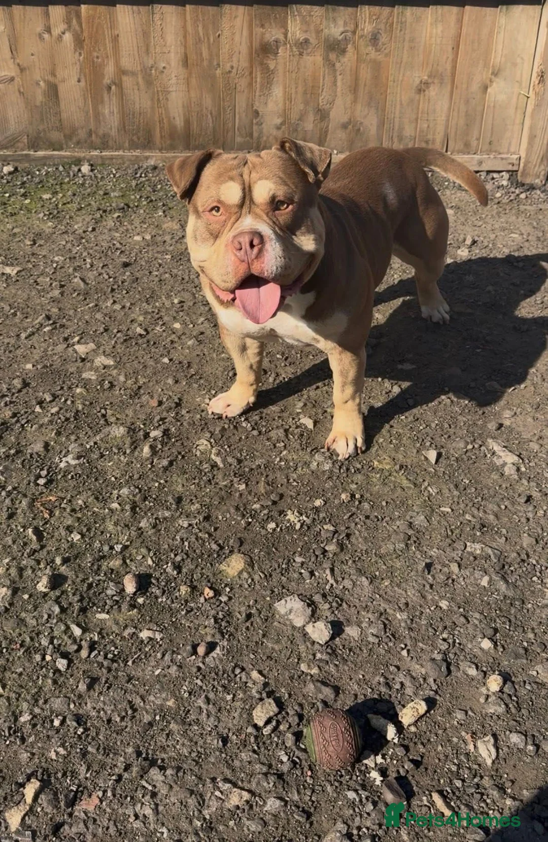 American Bully dogs for sale: American Pocket Bully - Advert 3