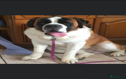 Saint Bernard dogs for sale: Smooth male puppy  - Image 9