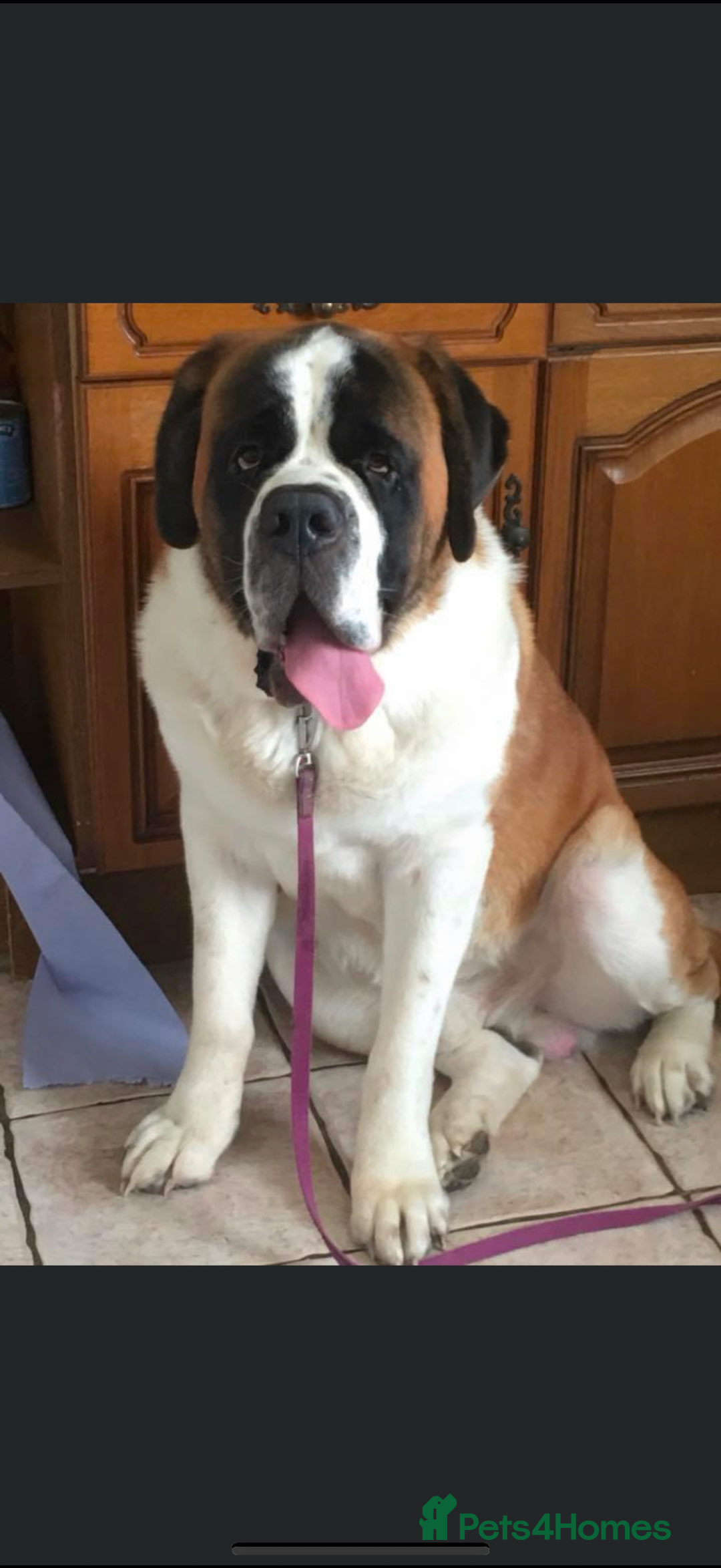 Saint Bernard dogs for sale: Smooth male puppy  - Image 9
