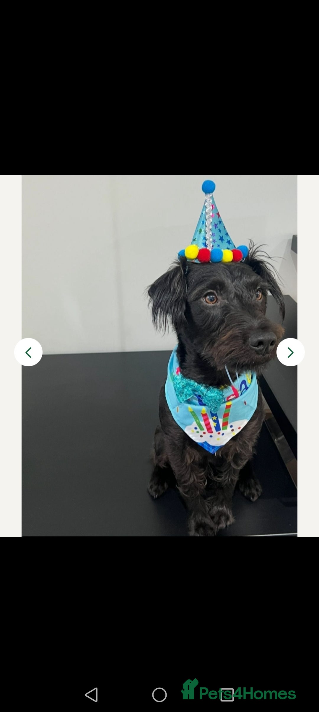 Patterdale Terrier dogs for sale: Patterdale terrier needs loving home  - Image 3