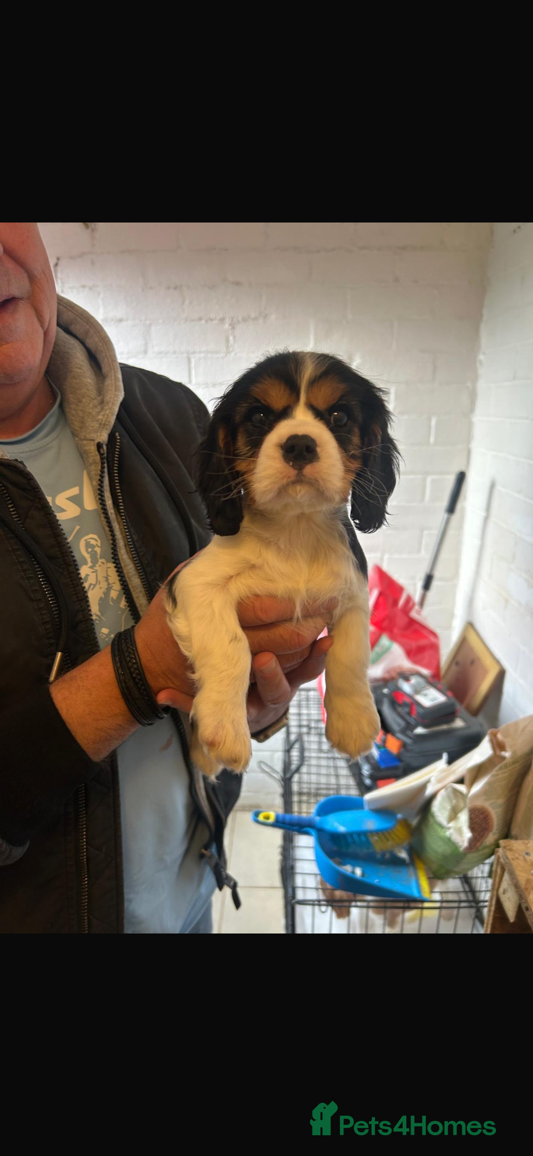 Cavalier King Charles Spaniel dogs for sale: cavalier king charles - Advert 3