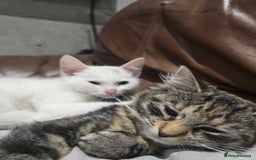 Mixed Breed cats for sale: 🐾 Adorable 8-Week-Old White Kitten  - Advert 2