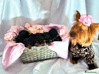 Yorkshire Terrier dogs Last 4 females - Advert 1